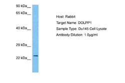 DOLPP1 Rabbit anti-Human, Polyclonal, Novus Biologicals 0.1 mL | Buy Online | Novus Biologicals | Fisher Scientific